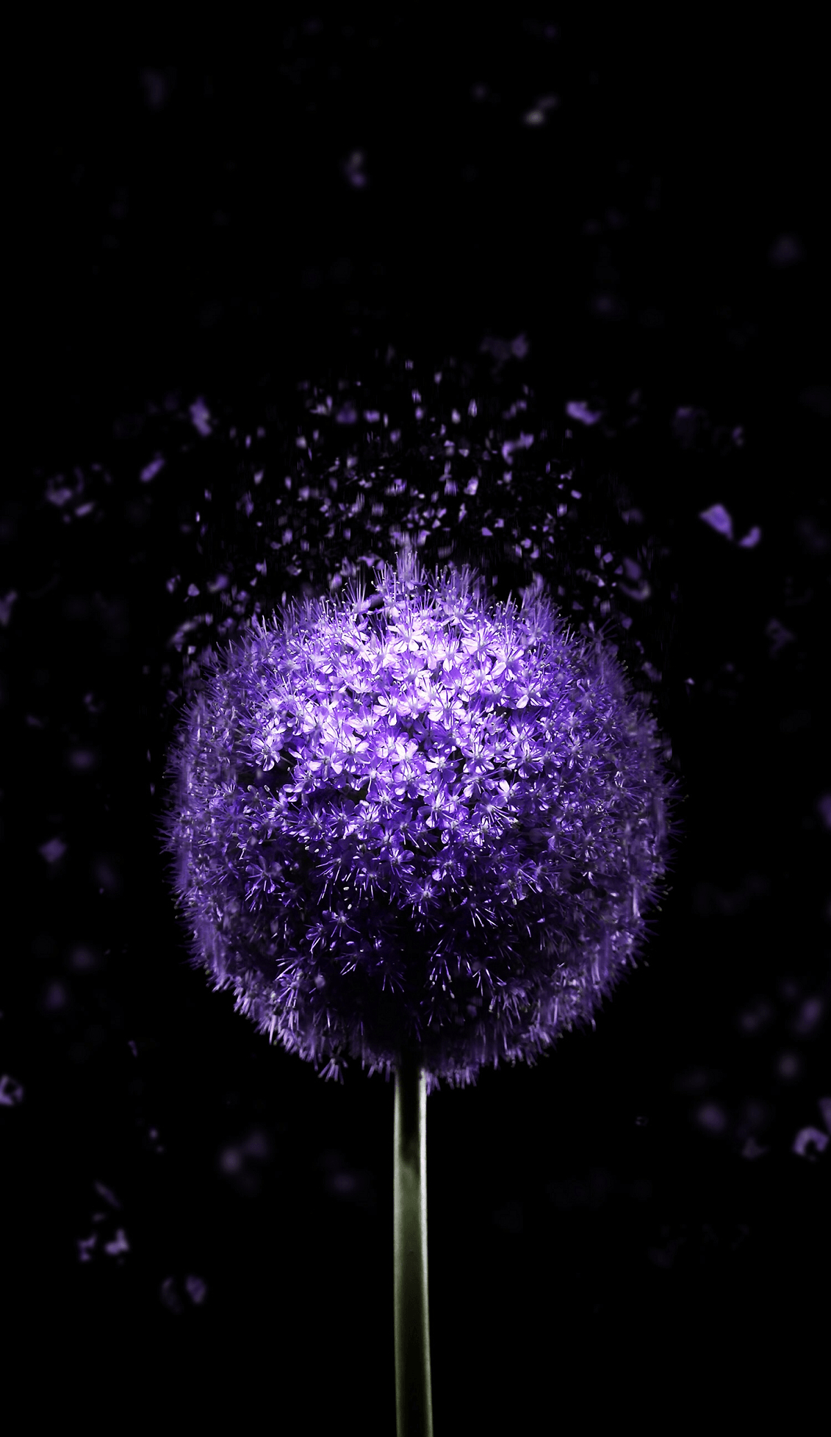 1200x2080 Violet Flower 4k Amoled Wallpaper Wallpaper For Oled, Phone