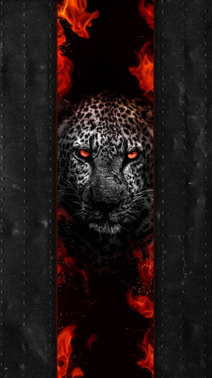 720x1280 Leopard Predator Wallpaper, iPhone Wallpaper, Phone