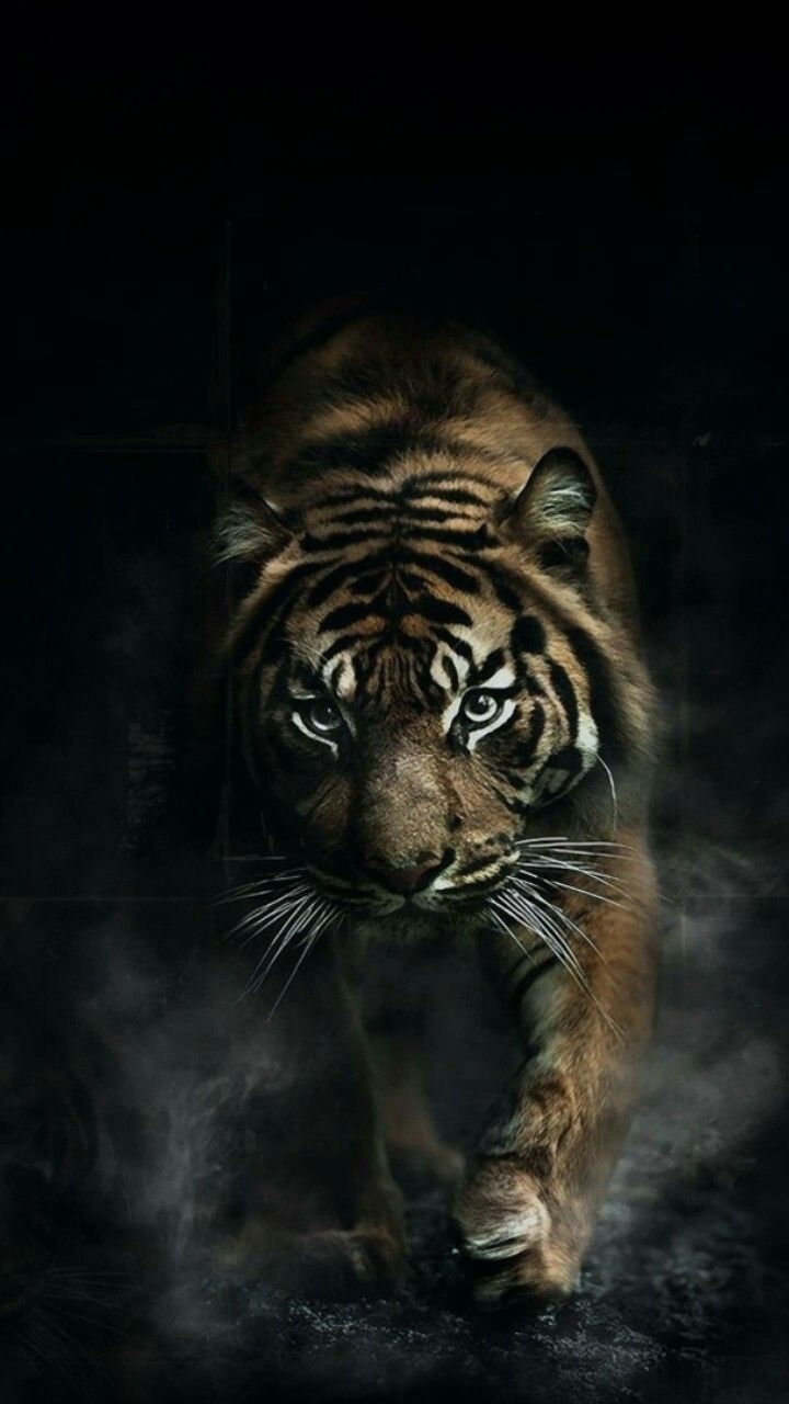 720x1280 Cool Animal iPhone Wallpaper, Phone