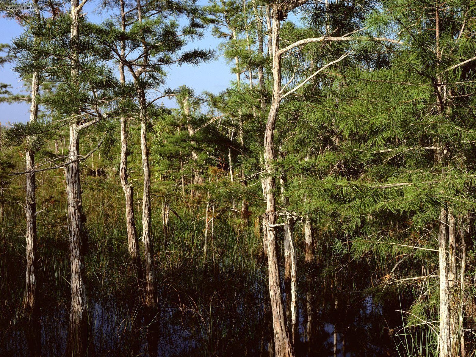 1600x1200 Nature: Dwarf Cypress Forest Everglades National Park Florida, Desktop