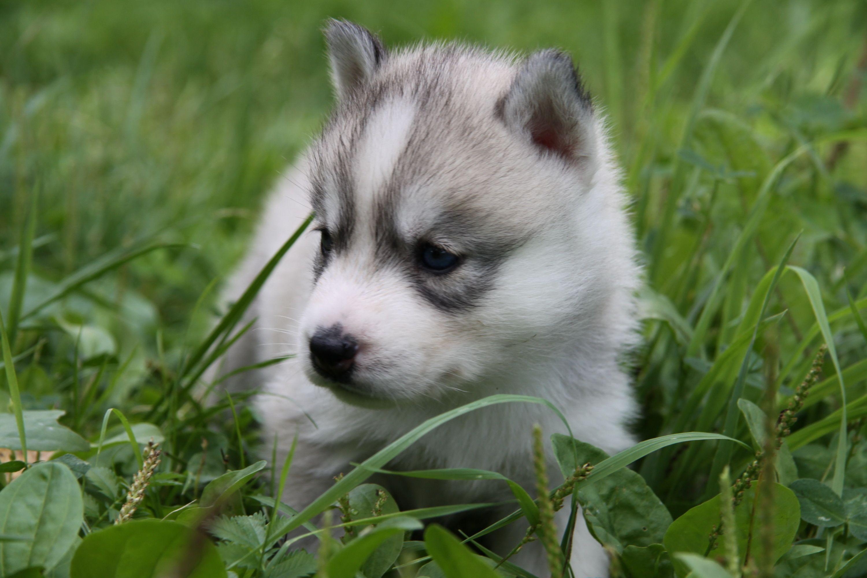 3000x2000 Siberian Husky Puppies, Desktop