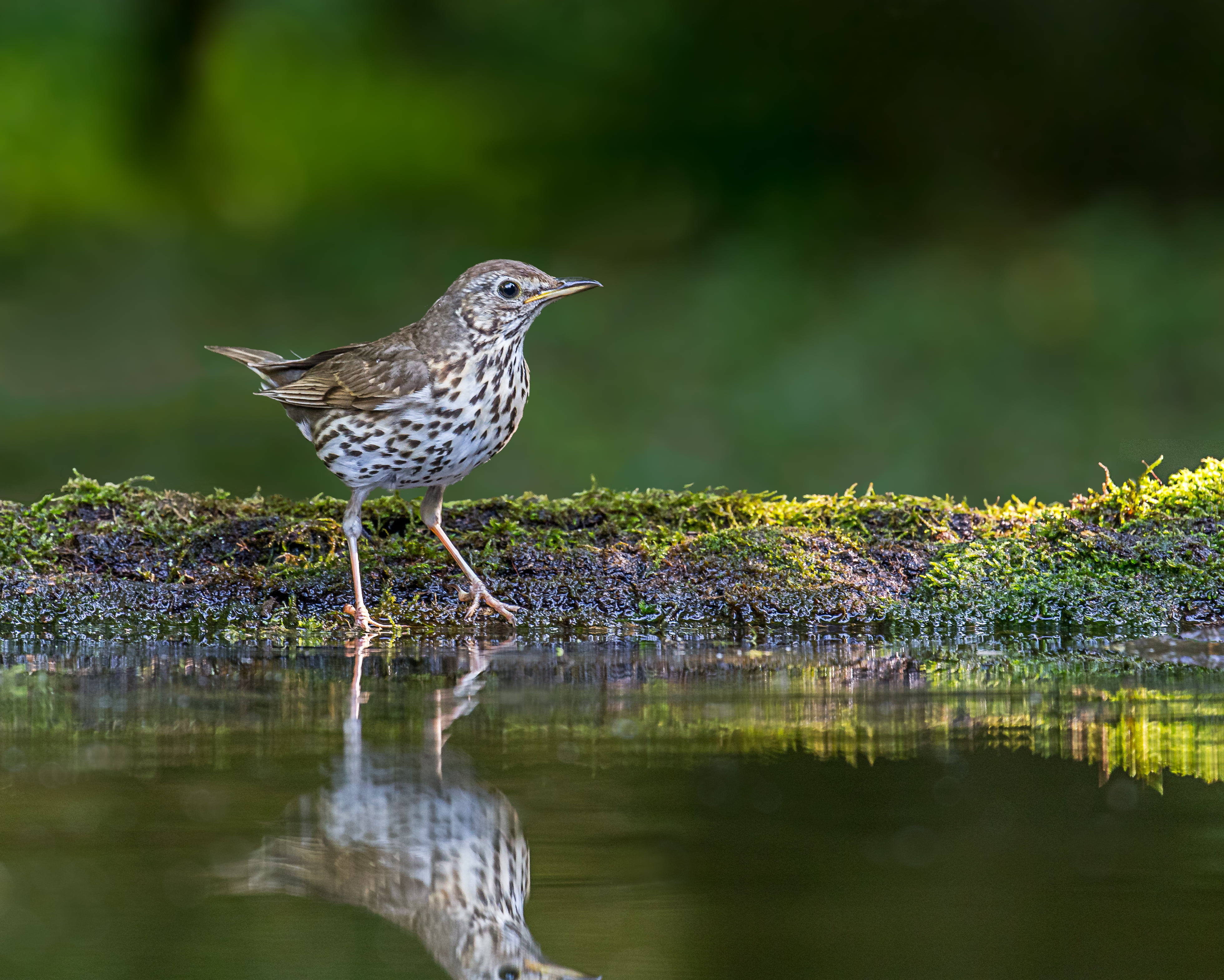 3930x3140 Brown and white bird near body of water, song thrush HD, Desktop