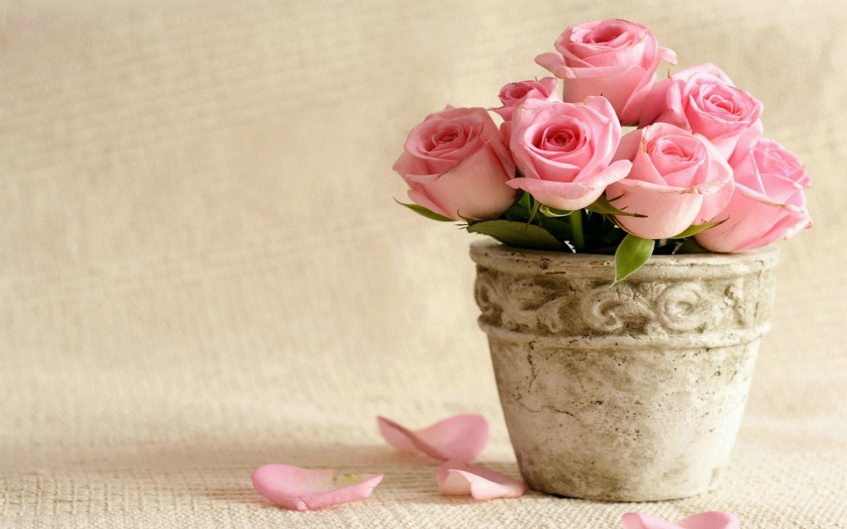 2880x1800 Pink Rose Background, Desktop