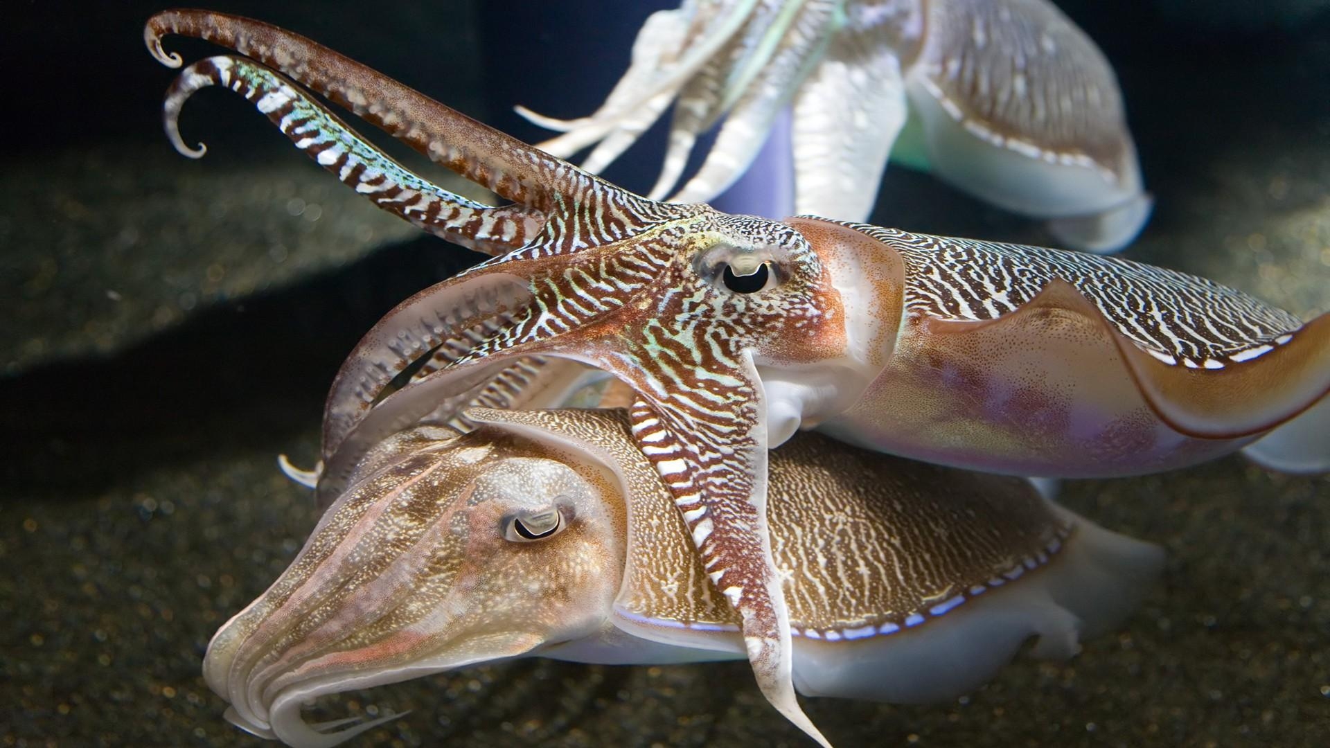 1920x1080 Cuttlefish Desktop Wallpaper HD 8429, Wallpaper13.com, Desktop