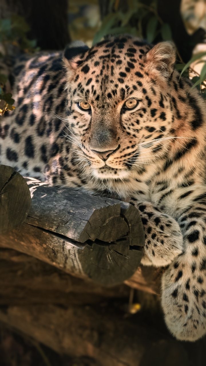 720x1280 wallpaper Zoo, wild animal, sit, relaxed, leopard. Animals, Animals wild, Animal wallpaper, Phone