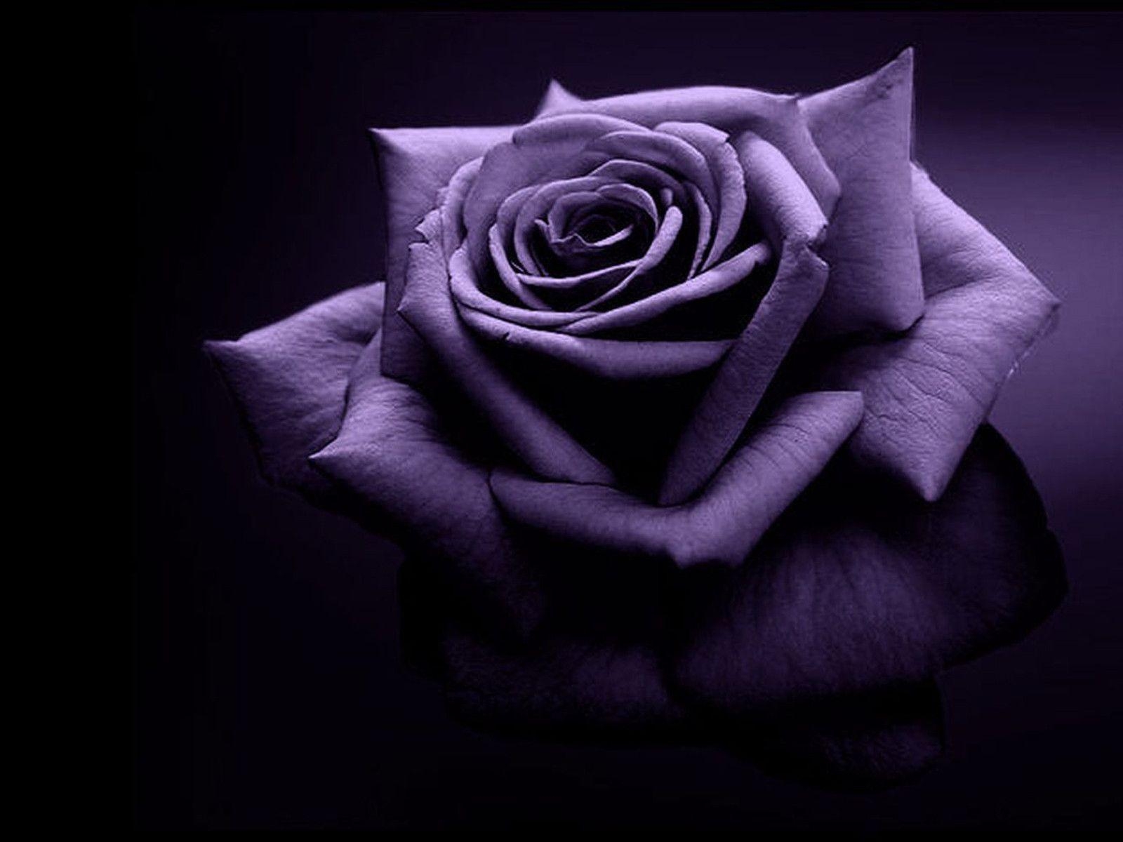 1600x1200 Purple Rose Wallpaper Download, Desktop