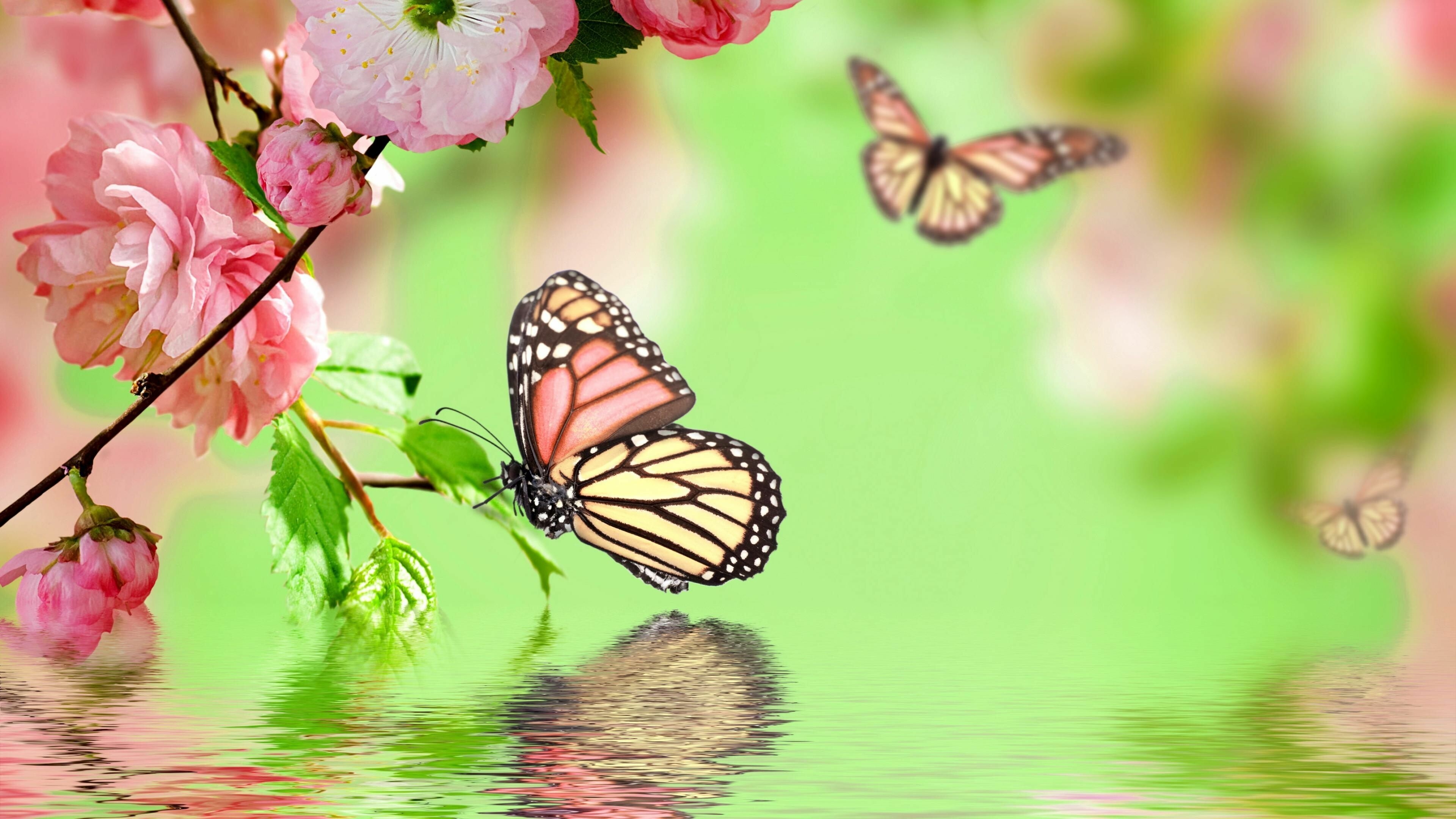 3840x2160 Butterfly Garden Wallpaper: HD, 4K, 5K for PC and Mobile. Download free image for iPhone, Android, Desktop