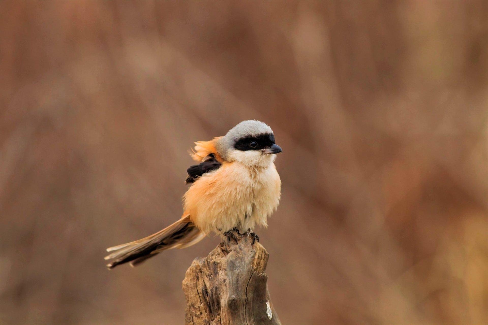 1920x1280 Loggerhead Shrike HD Wallpaper, Desktop