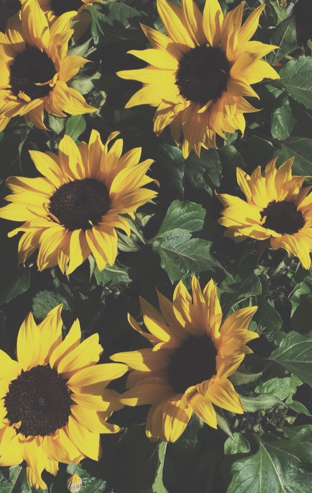 1080x1710 Yellow Aesthetic Sunflowers HD Wallpaper Desktop, Phone