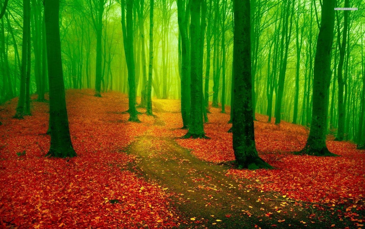 1280x810 Red Leaf Carpet Green Forest wallpaper. Red Leaf Carpet Green, Desktop