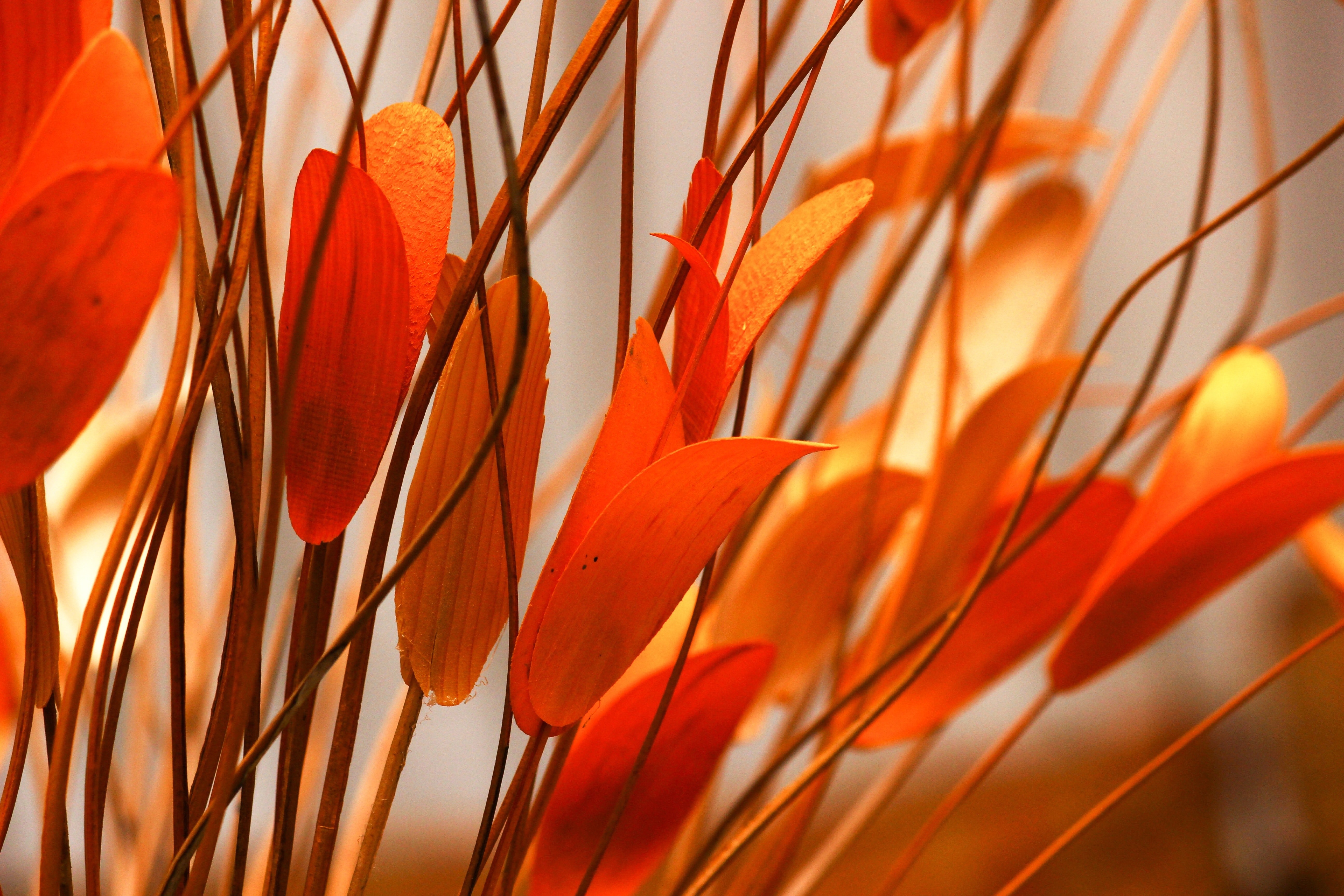 5190x3460 Best Orange Photo · 100% Free Downloads, Desktop