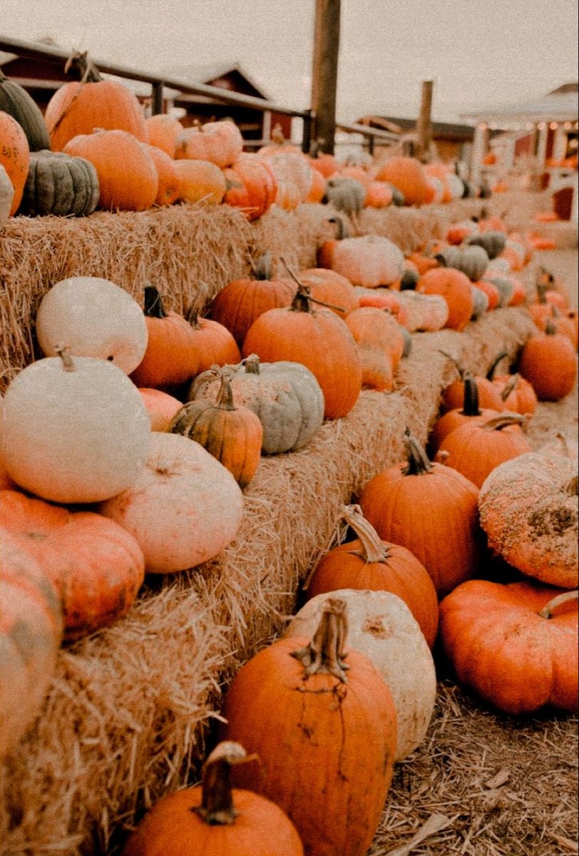 820x1200 pumpkin fall aesthetic. Cute fall wallpaper, Fall wallpaper, iPhone wallpaper fall, Phone