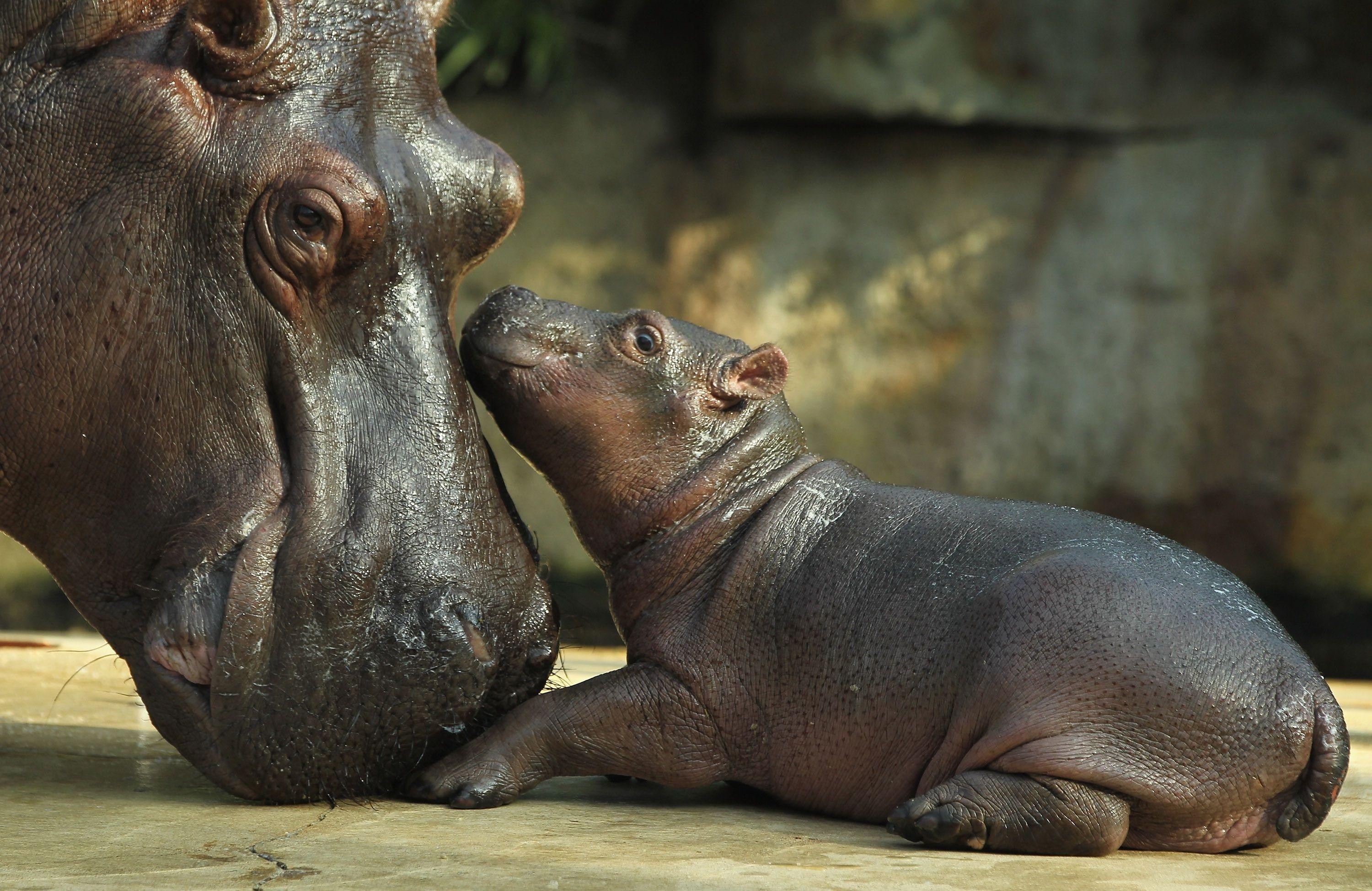 3000x1950 Hippopotamus Wallpaper Image Photo Picture Background, Desktop