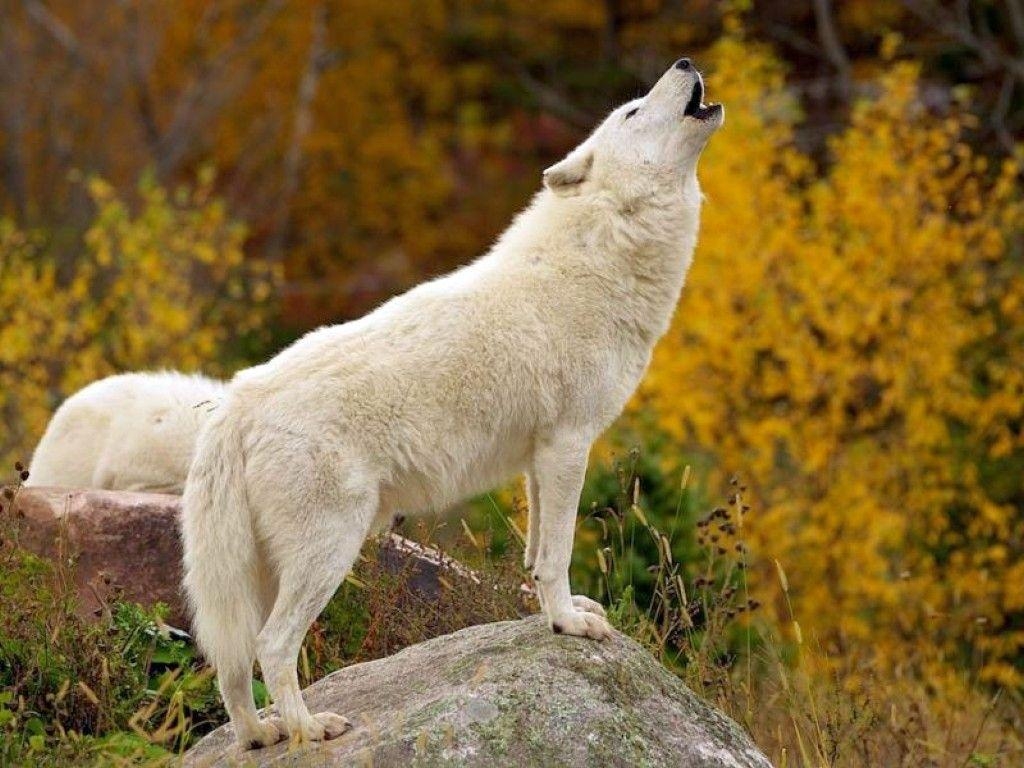 1030x770 White Wolf, Desktop and mobile wallpaper, Desktop