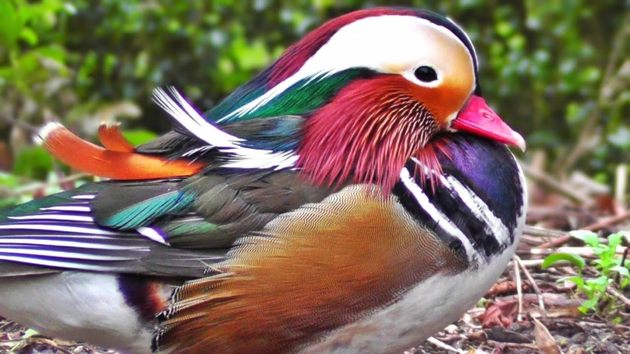 1280x720 Mandarin Duck, Desktop