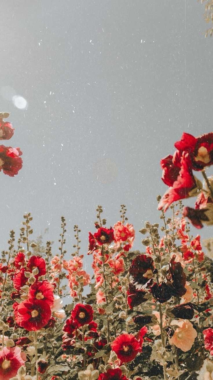 740x1310 Aesthetic Spring Wallpaper, Phone