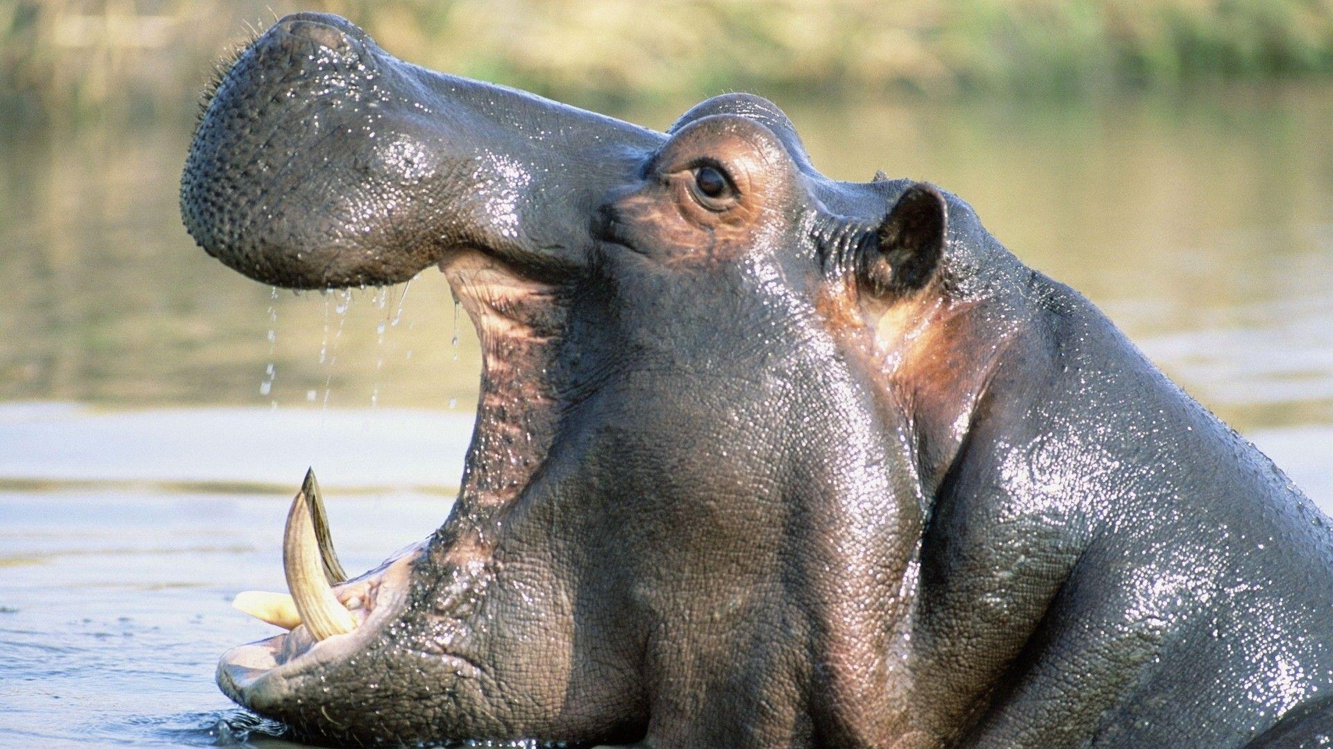 1920x1080 Hippopotamus Wallpaper. animals cute & wild, Desktop