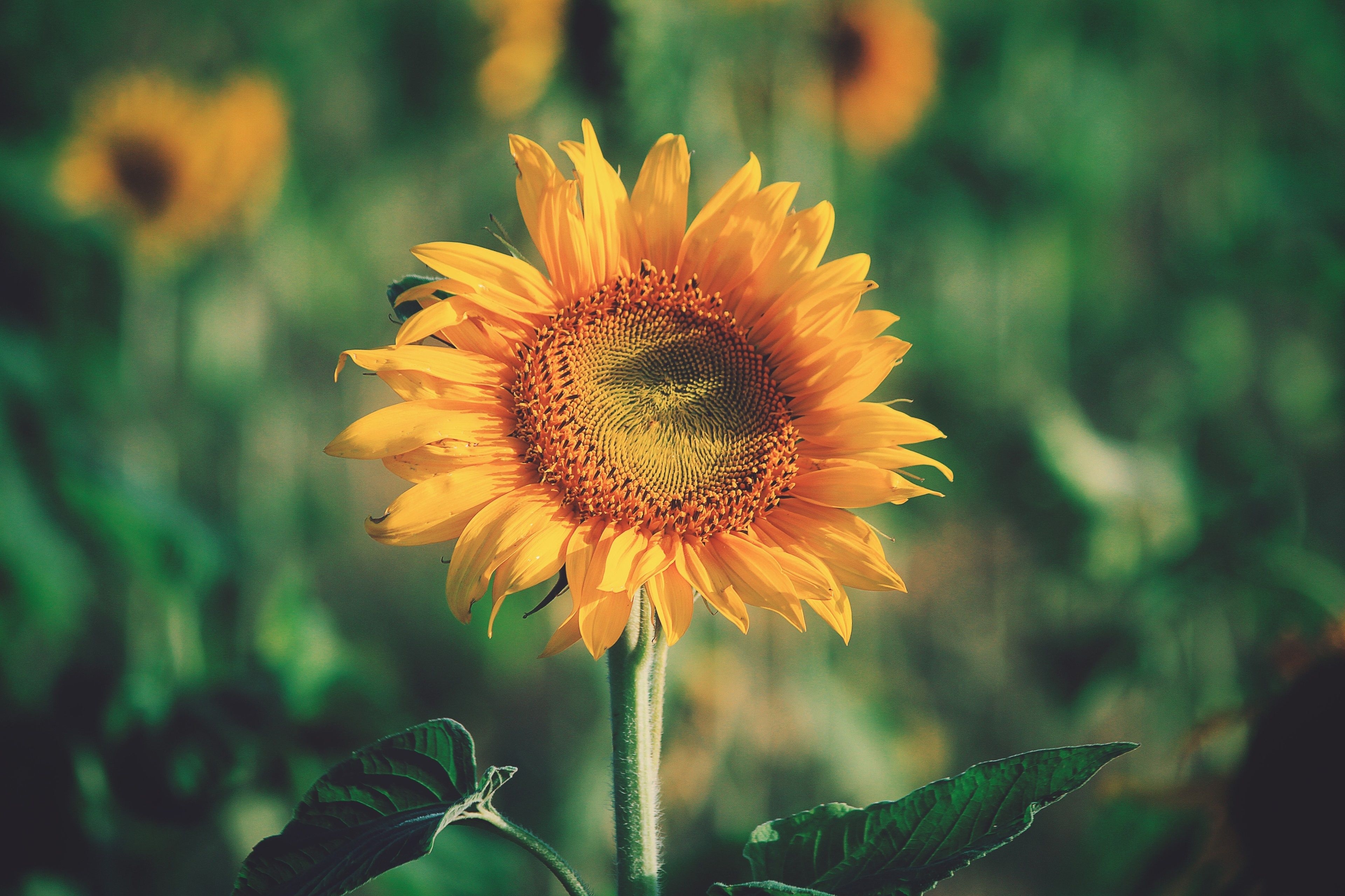 3840x2560  sunflower 4k beautiful background, Desktop