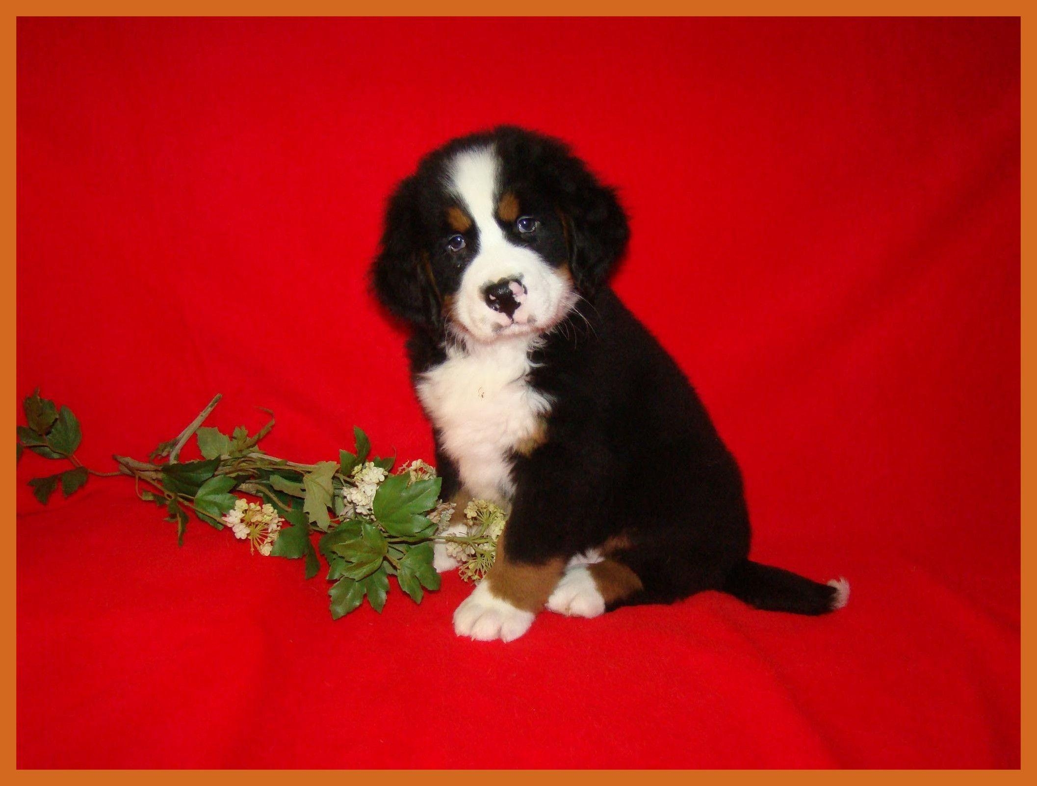 2120x1610 Puppy Christmas Wallpaper background picture, Desktop