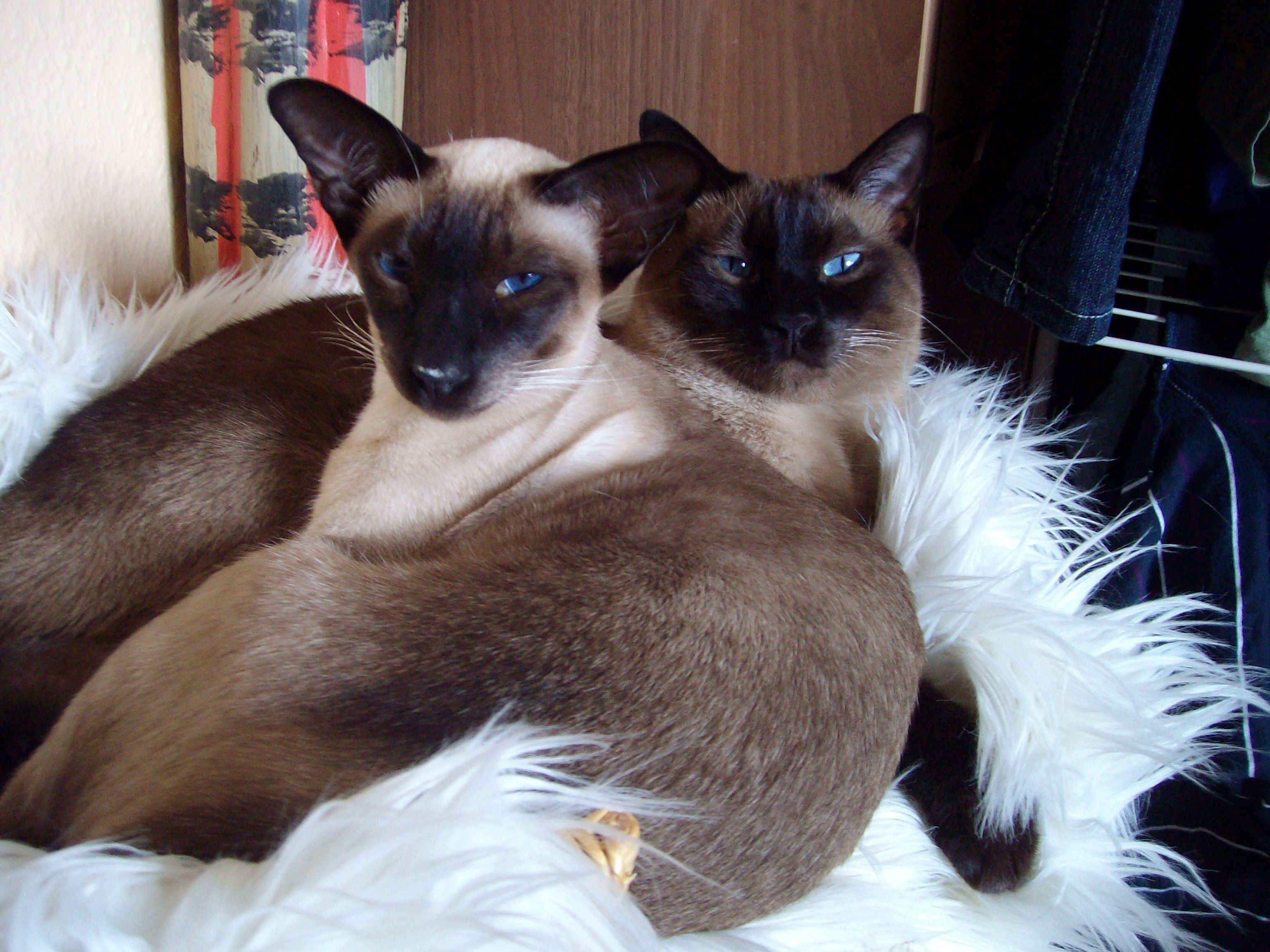 3080x2310 Siamese Cats Wallpaper: Siamese Cats. Cat wallpaper, Cats, Siamese cats, Desktop