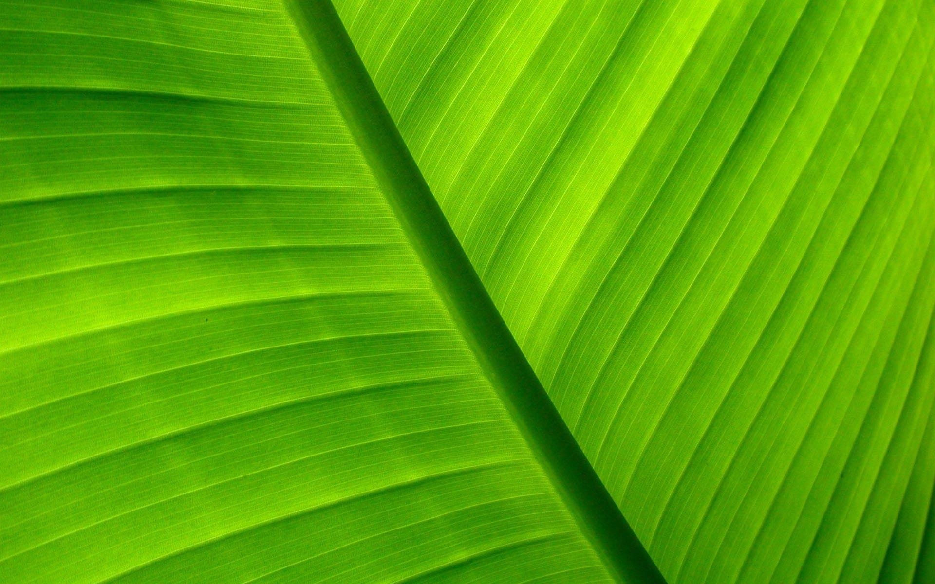 1920x1200 Palm Leaf Picture 27161  px, Desktop