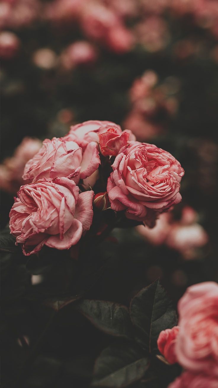 740x1310 Beautiful Roses Wallpaper Background For iPhone, Phone