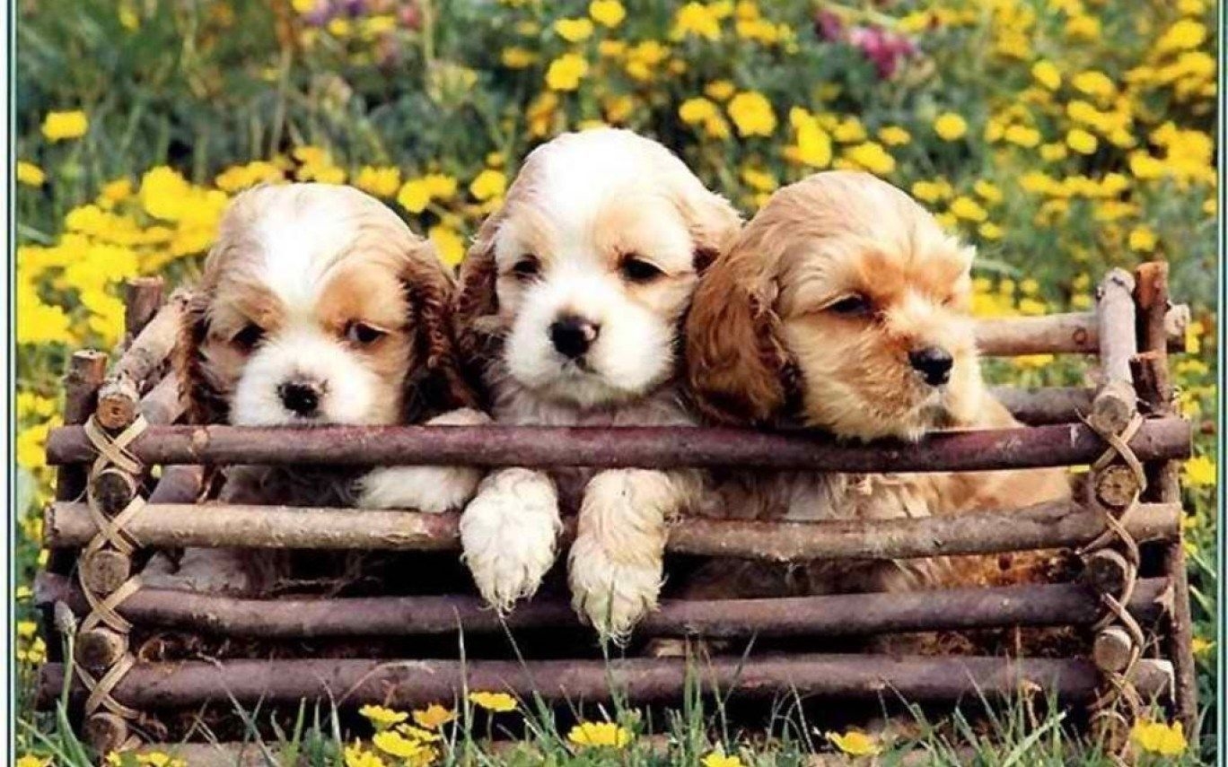 1370x860 Flowers and Puppies Wallpaper, Desktop