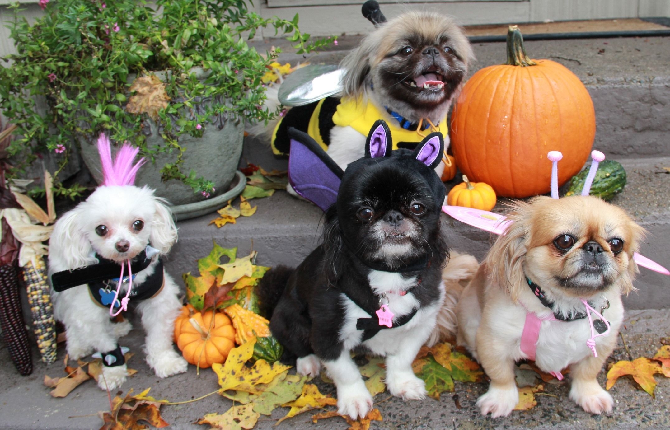 2160x1390 Halloween Dogs Wallpaper, Desktop