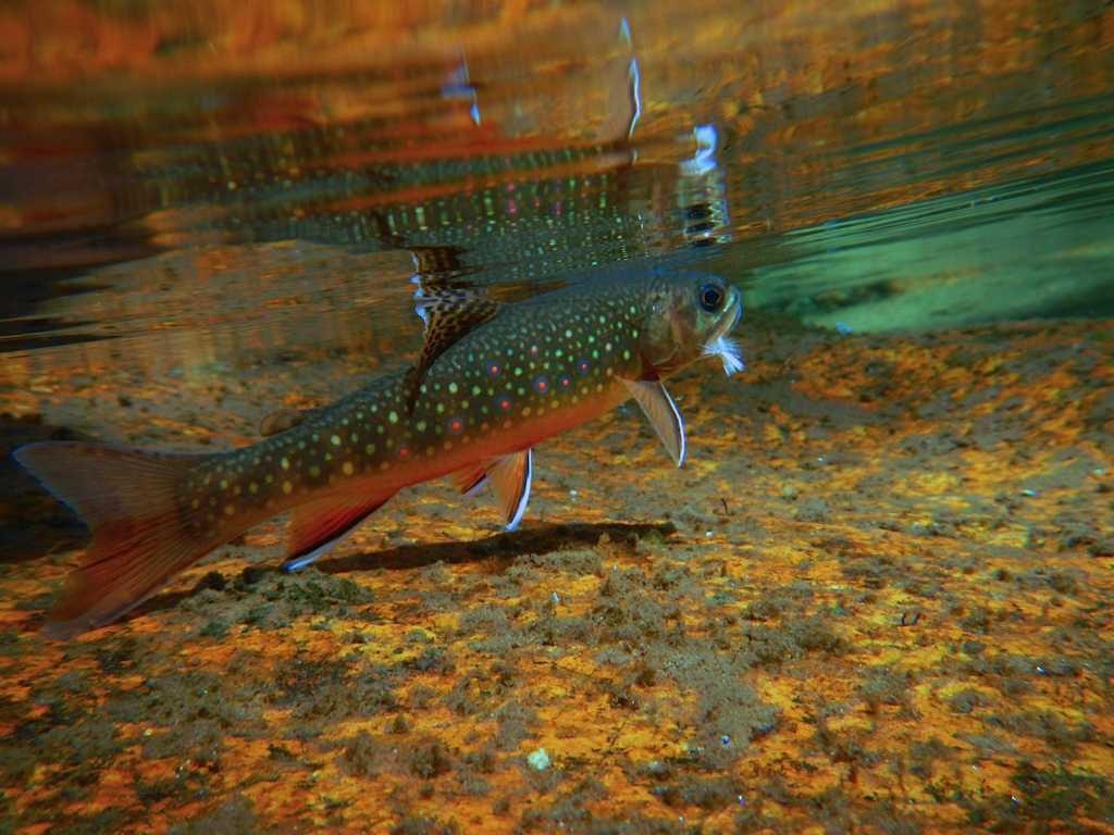 1030x770 Free download HDWP 50 Trout Wallpaper Trout Collection, Desktop