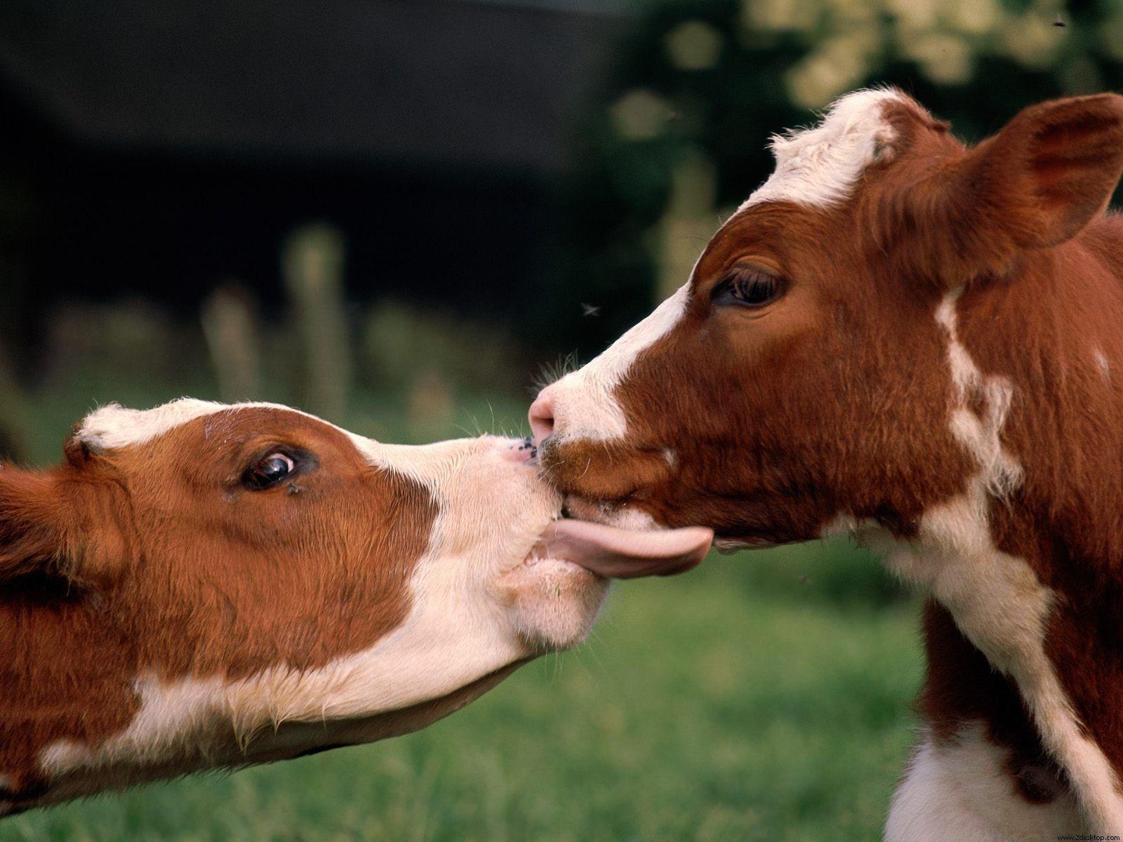 1600x1200 Wallpaper: Cows kissing HD Wallpaper 514 - Cow Animal, Desktop