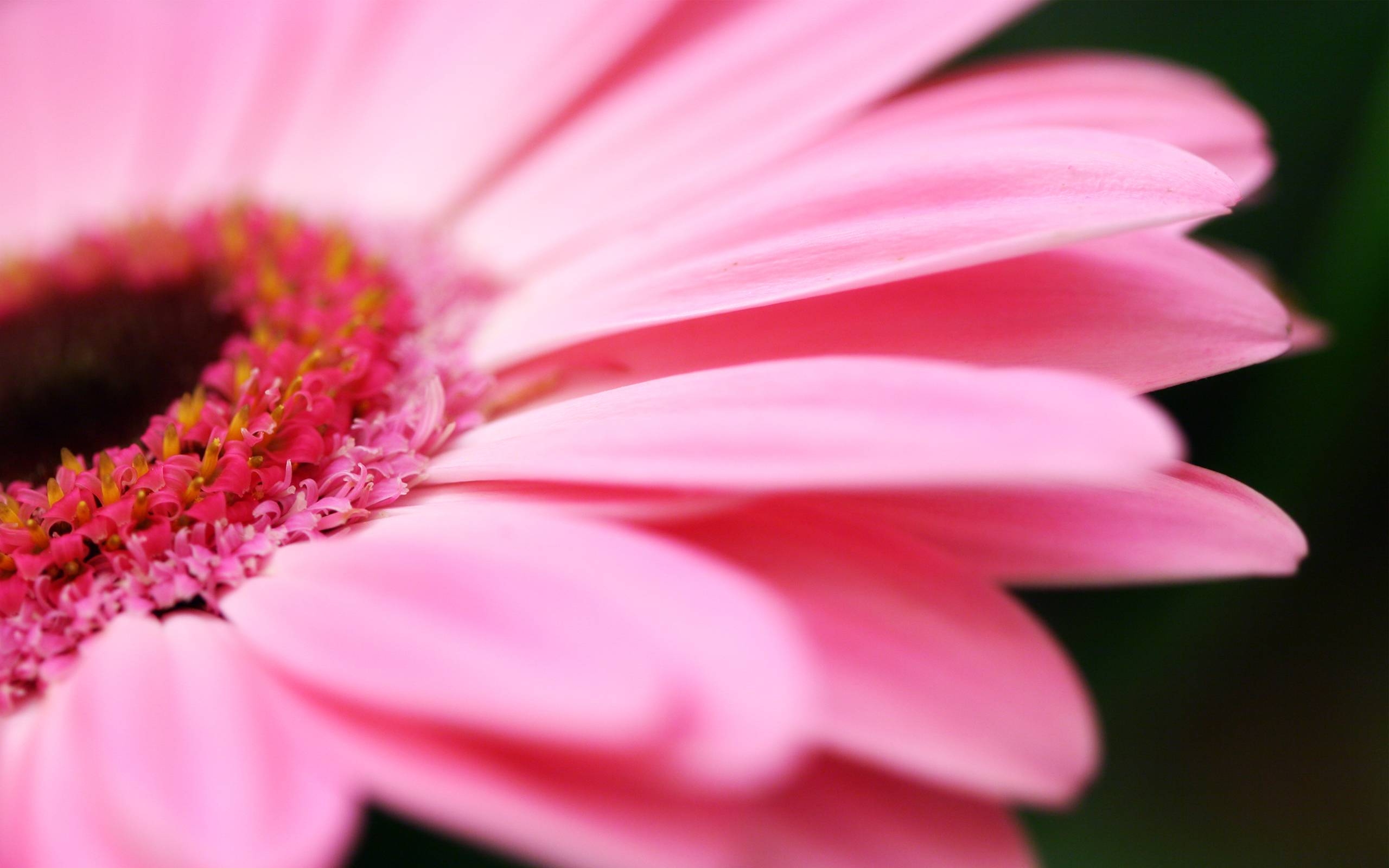 2560x1600 Pink Flower Close Photo Desktop Wallpaper, Desktop