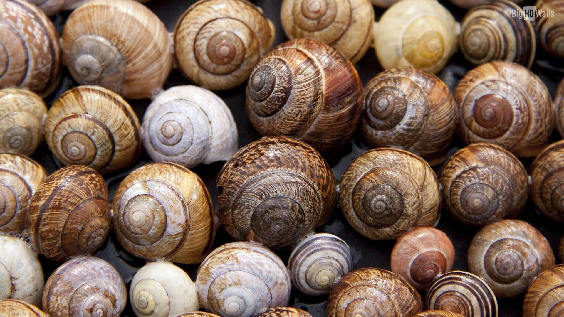 1920x1080 Snail Sh HD Wallpaper, Background Image, Desktop