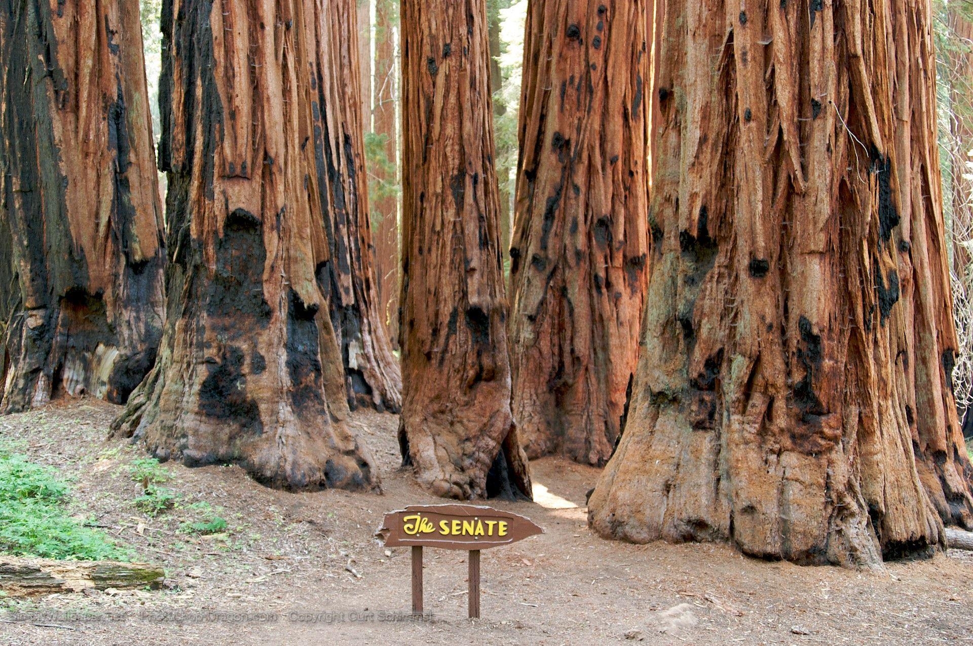 1920x1280 Sequoia National Park Wallpaper, Top Ranked Sequoia National, Desktop