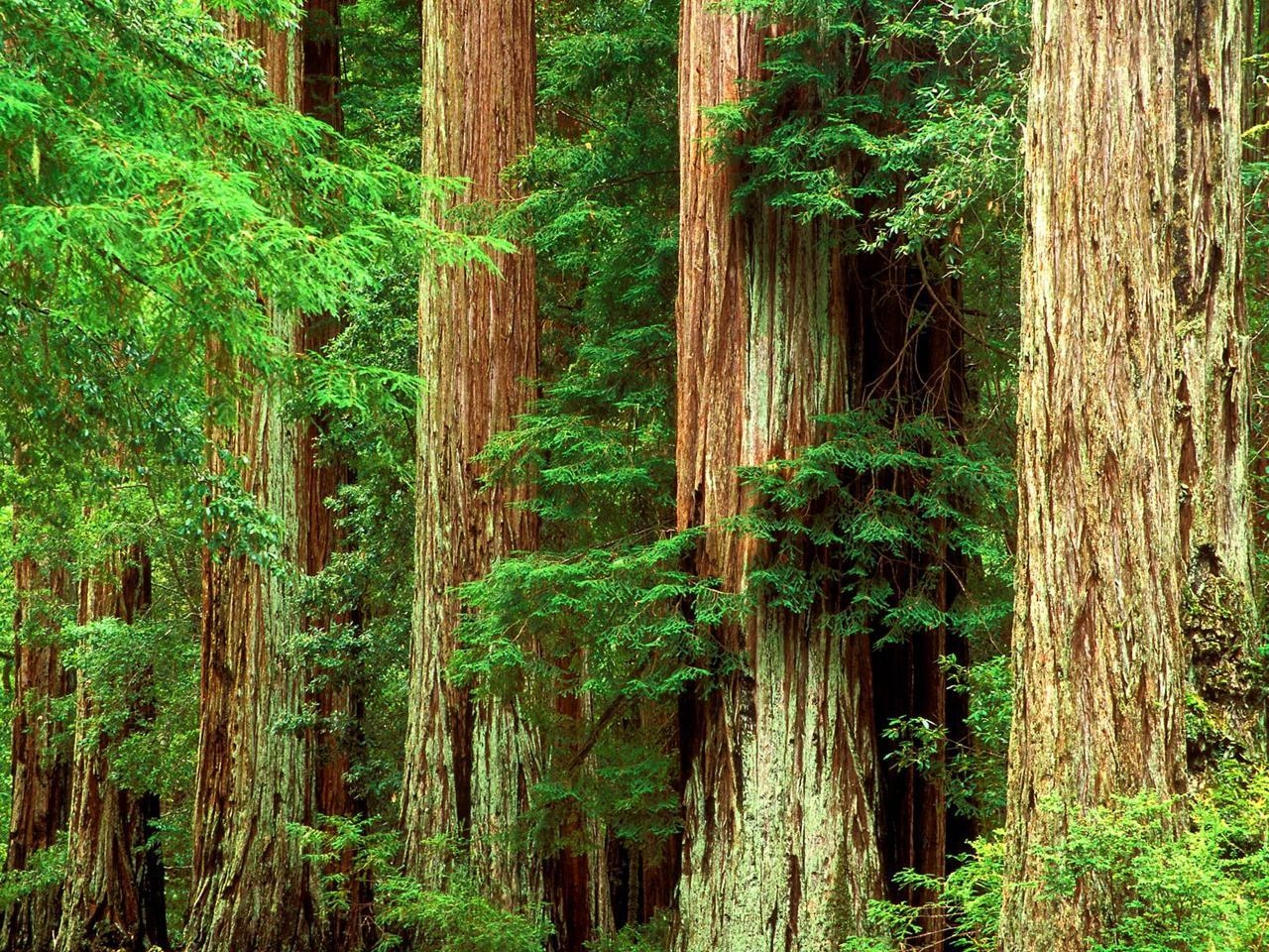 1280x960 Petrified Redwood Forest National Park, Desktop