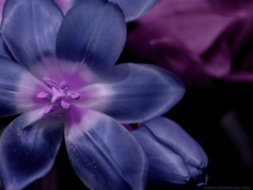 1030x770 Wallpaper violet flower, Desktop