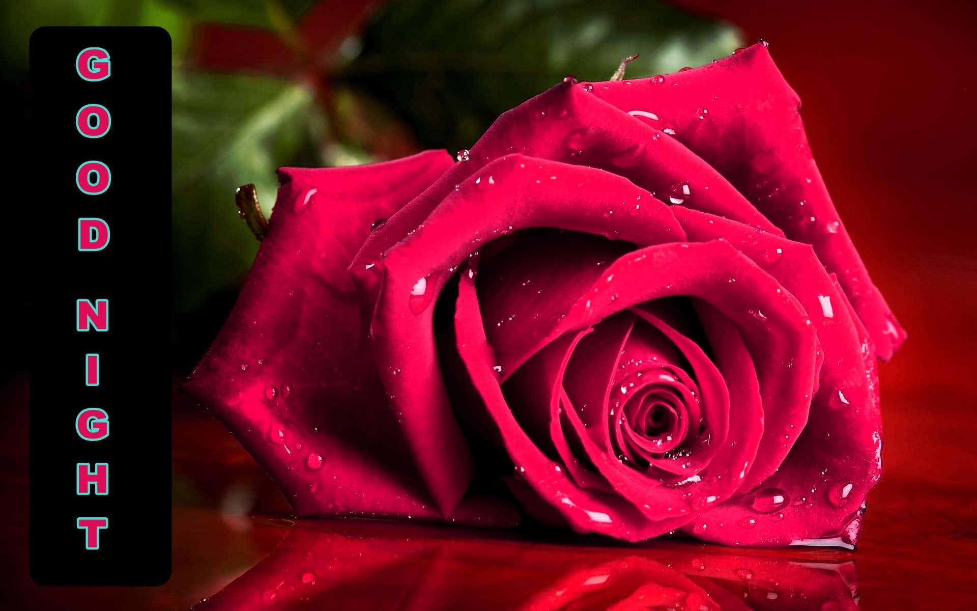 1920x1200 Good Night HD Wallpaper With Rose Background Wet Of Computer, Desktop