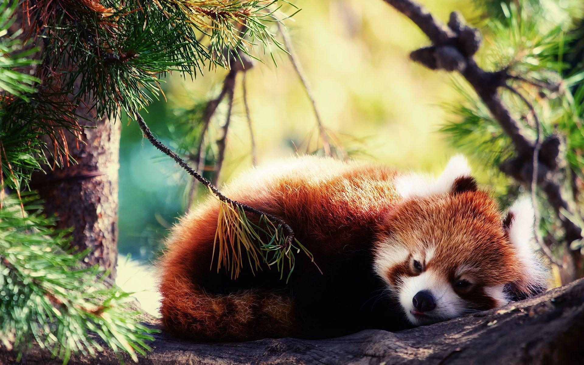 1920x1200 Red Panda Wallpaper HD, Desktop