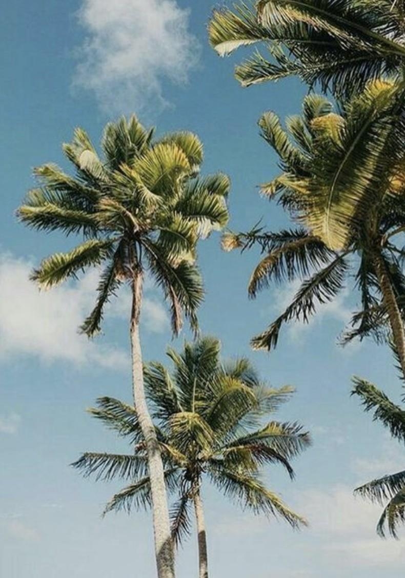 790x1130 Tropical Paradise Beach and Palm Tree iPhone 6 Wallpaper Unique Palm, Phone