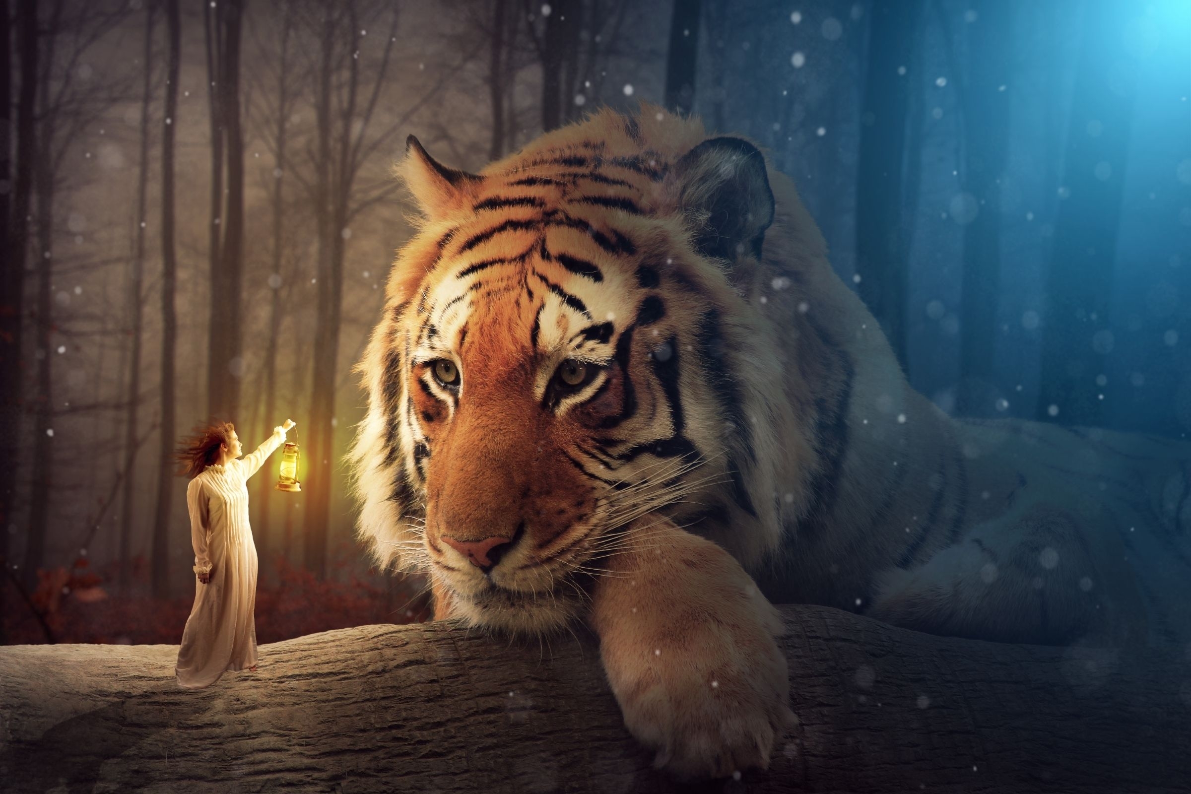 2400x1600 Tiger HD Wallpaper and Background Image, Desktop