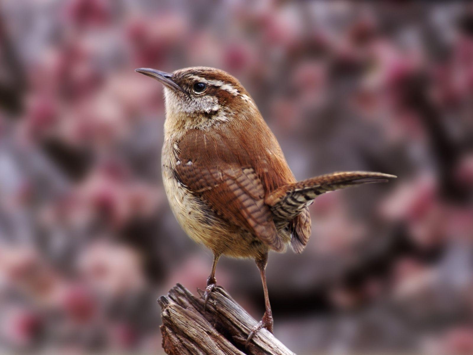 1600x1200 nature birds wren  wallpaper High Quality, Desktop