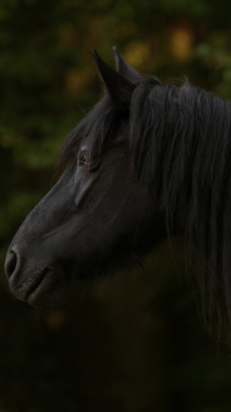 750x1340 Download wallpaper  black horse, Phone