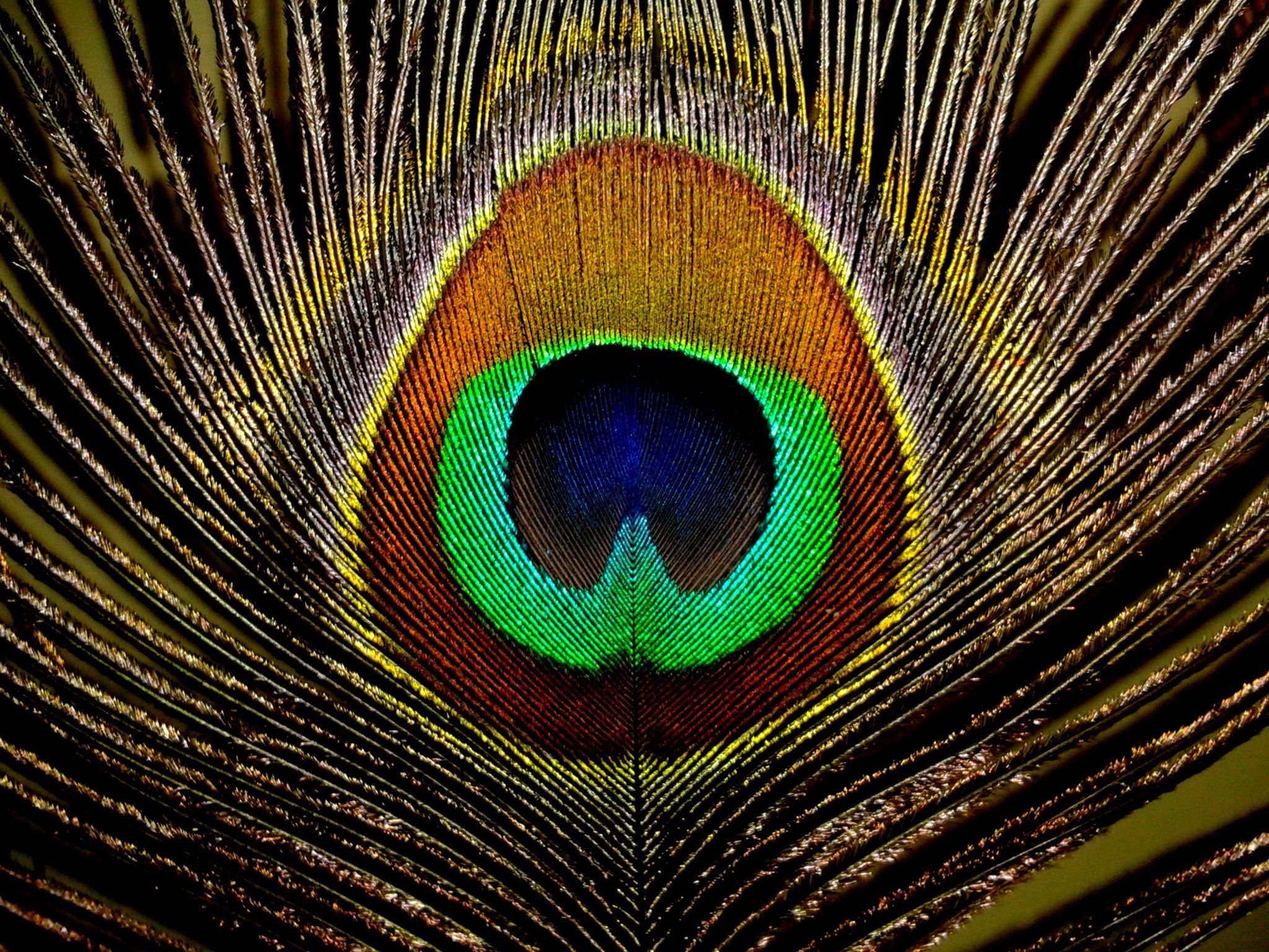 2050x1540 Free Peacock Feather, Download Free Clip Art, Free Clip Art, Desktop