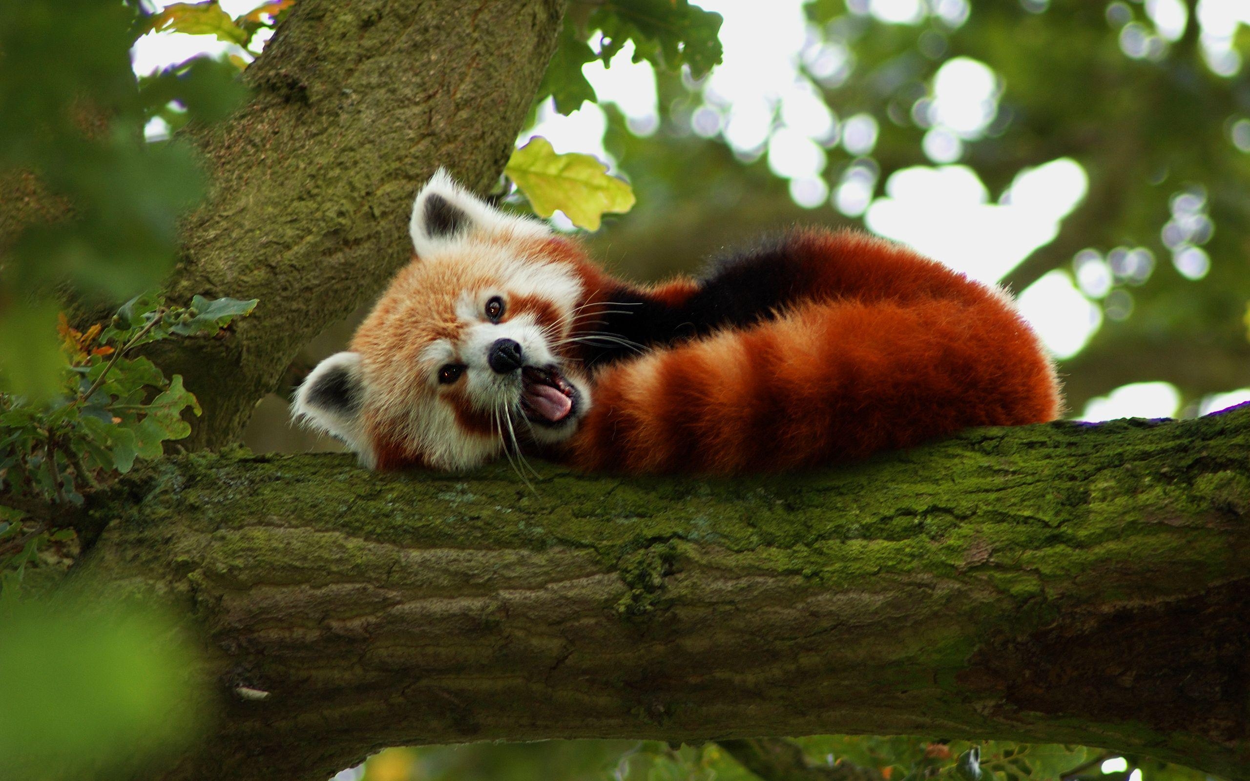 2560x1600 Red Panda HD Wallpaper, Desktop