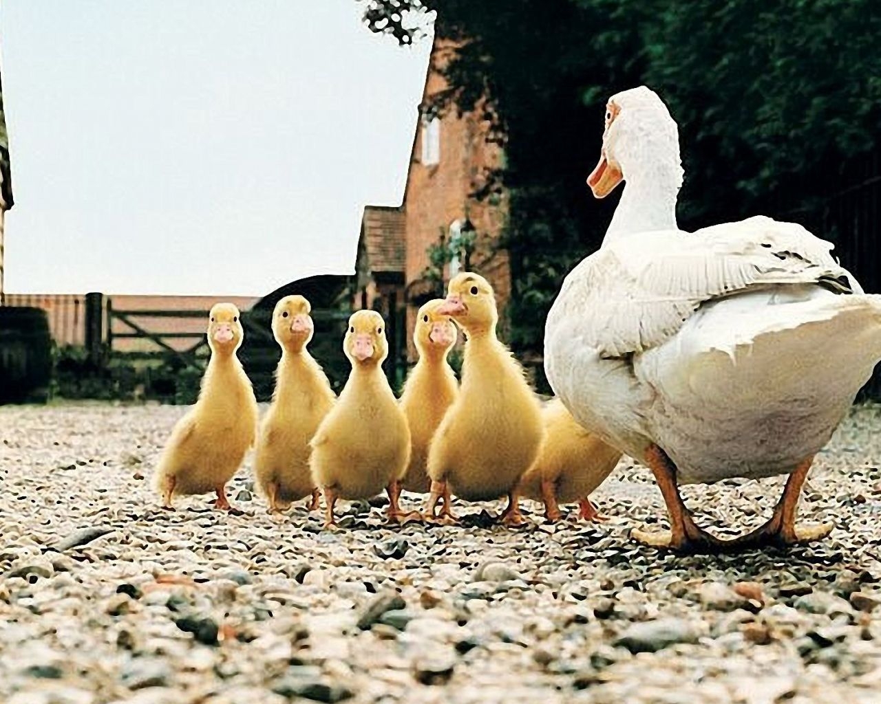 1280x1030 Free download Exclusive Funny Duck Family in Farm HD Wallpaper [1920x1200] for your Desktop, Mobile & Tablet. Explore Funny Farm Animals Wallpaper. Funny HD Wallpaper, Funny Wallpaper For Desktop, Desktop