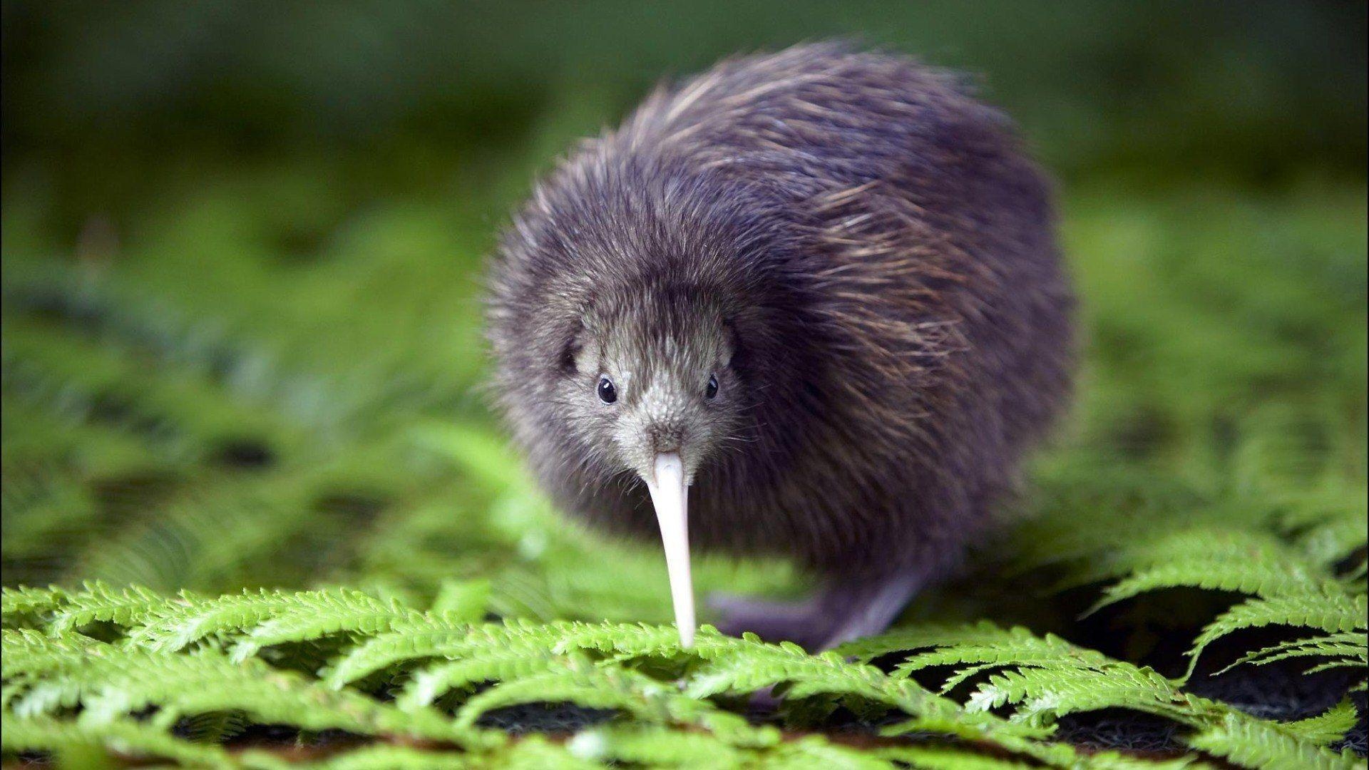 1920x1080 Kiwi bird national symbol of New Zealand wallpaper and image, Desktop