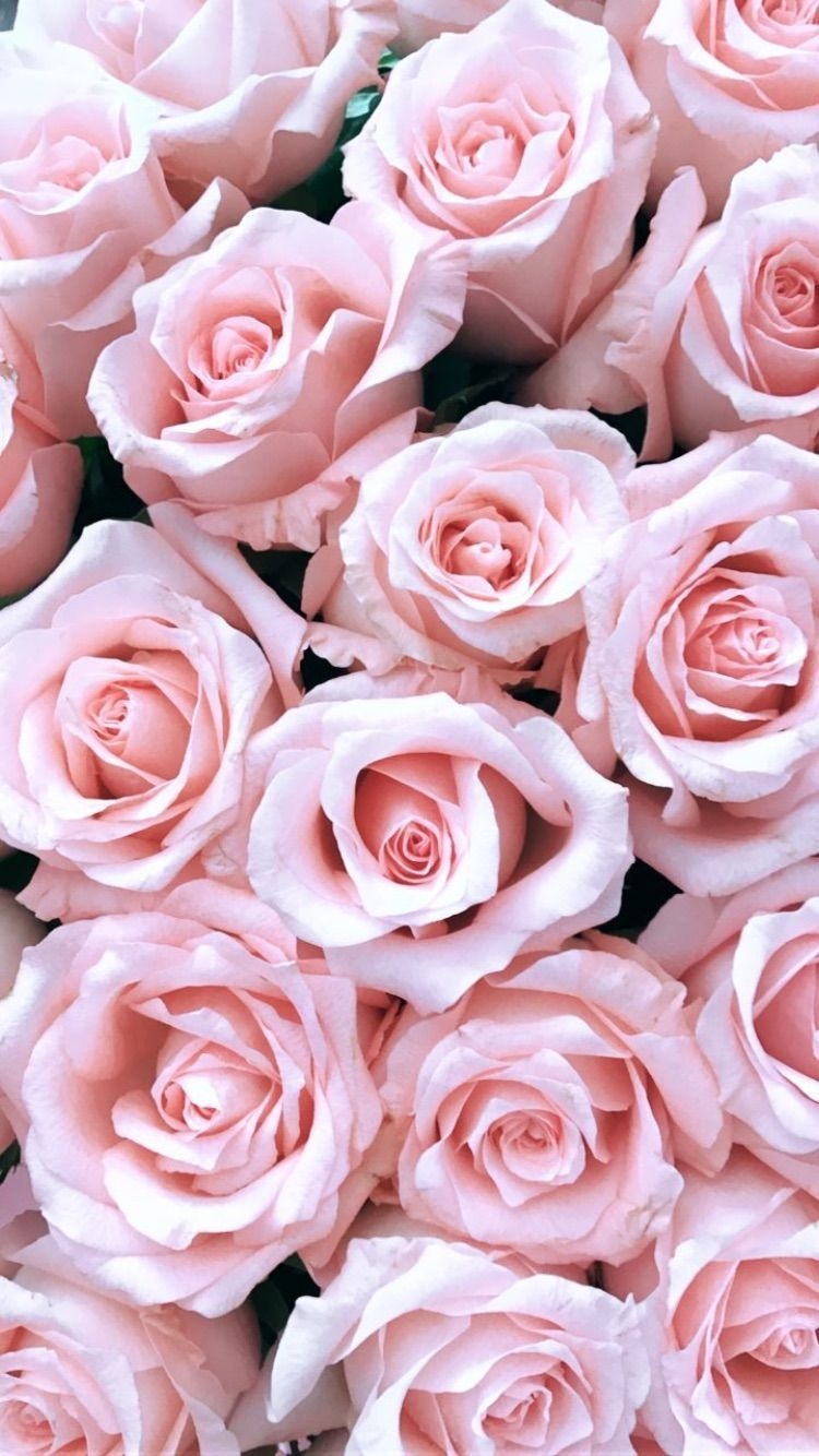 750x1340 Light Roses Wallpaper Free Light Roses Background, Phone