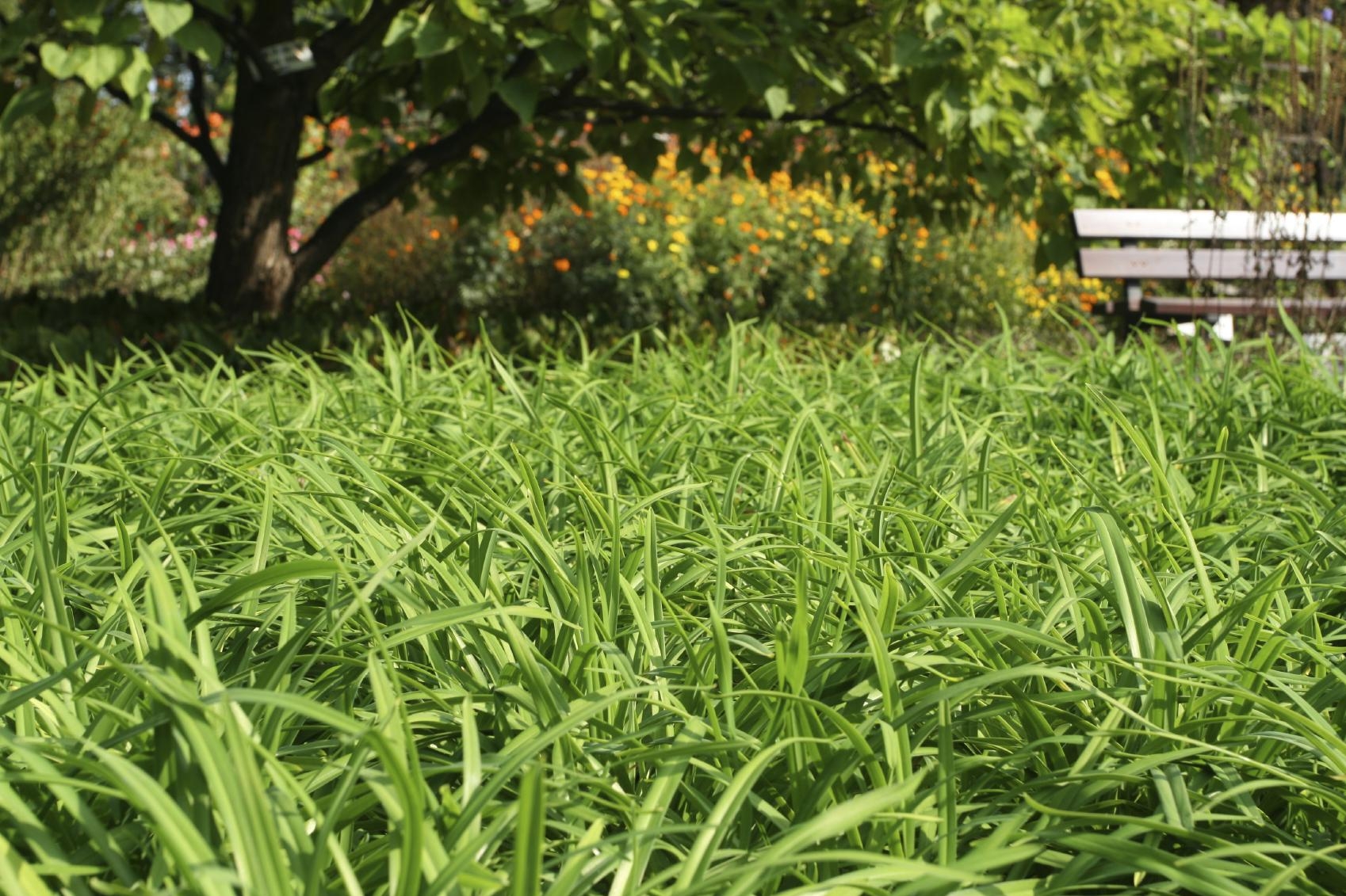 1700x1140 Growing Sedge Plants: Cultivating Different Types Of Sedge. ゛☀ Manage is the best garden manage app, Desktop