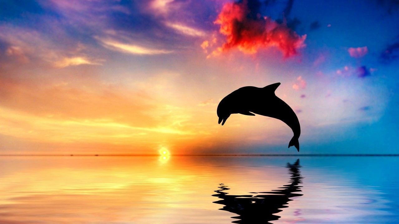 1280x720 Dolphin Sunset Wallpaper, Desktop