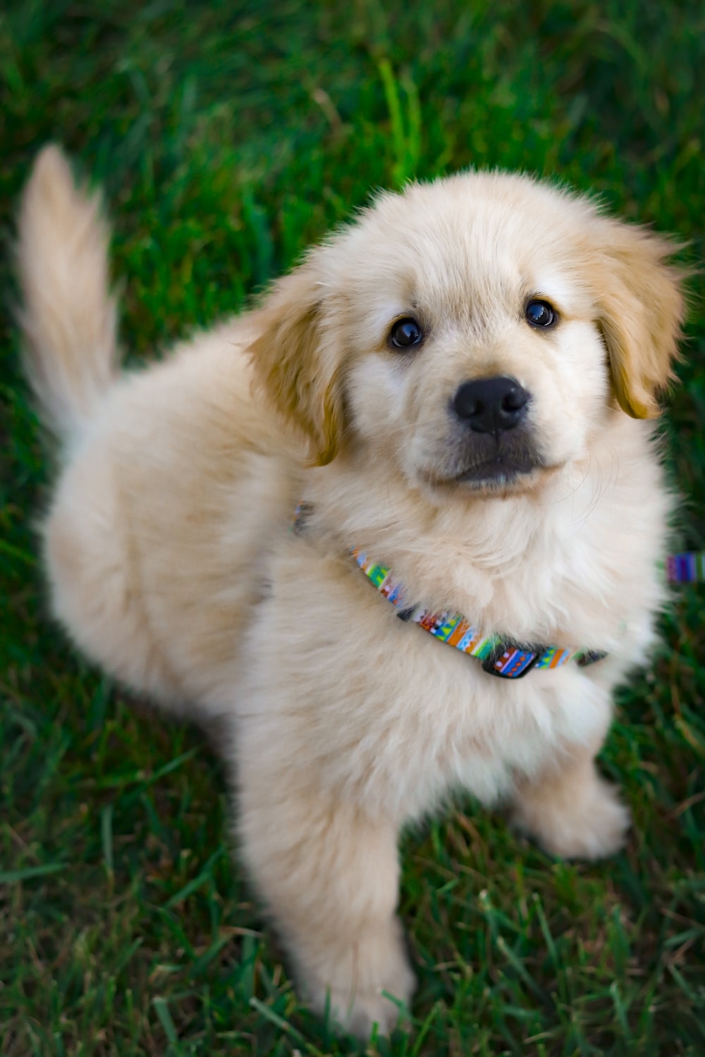 1000x1500 Puppy Wallpaper: Free HD Download [HQ], Phone