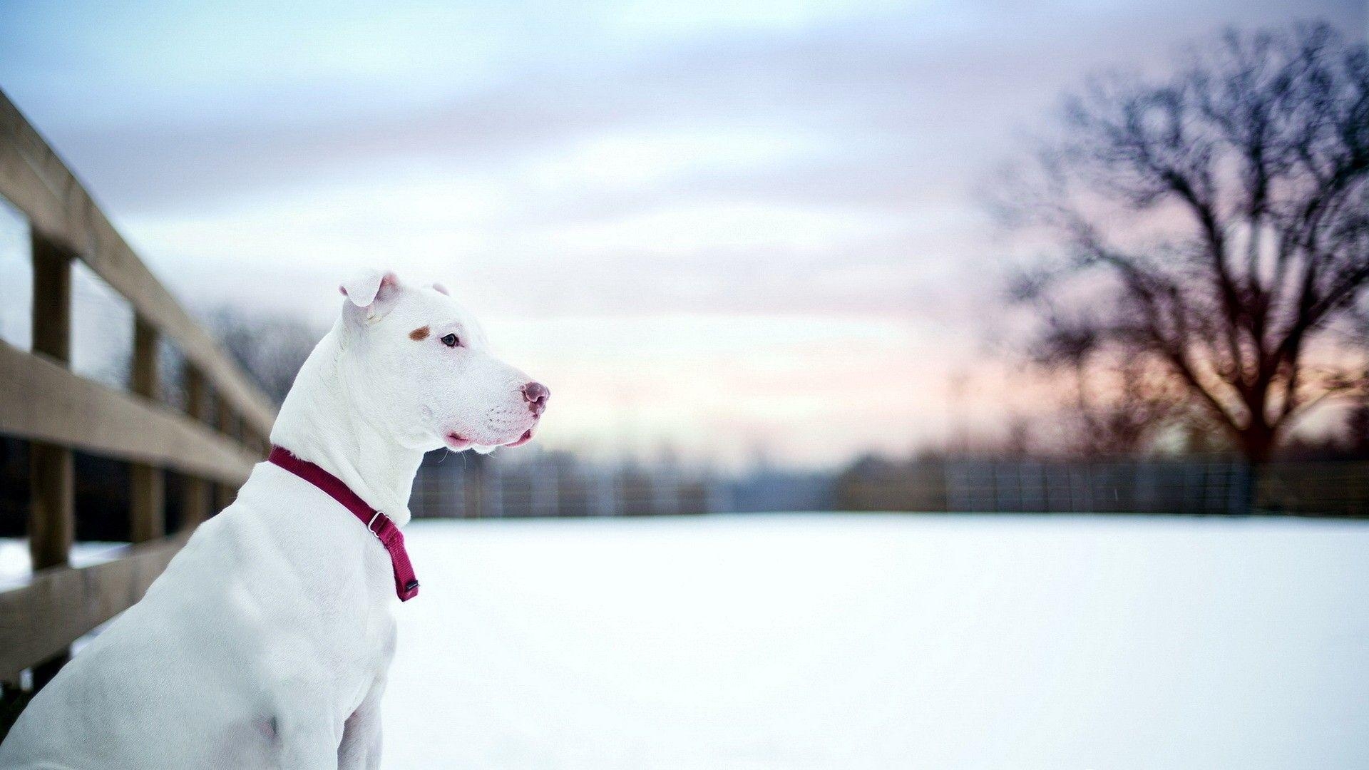 1920x1080 American Pit Bull Terrier Wallpaper. American Pit Bull Terrier, Desktop